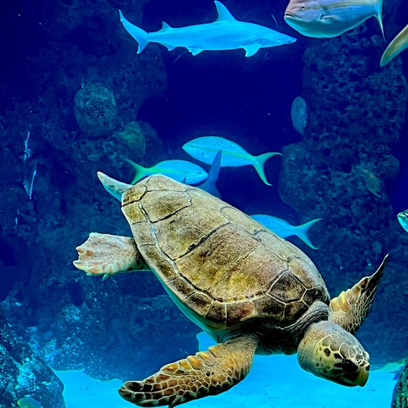 Meet your Posher, Joycelyn - Picture 1 of 1